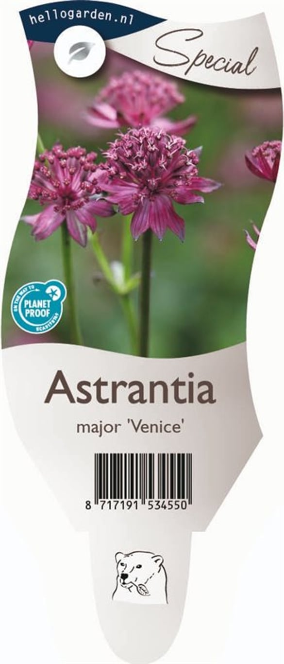 Astrantia maj. 'Venice' - P11